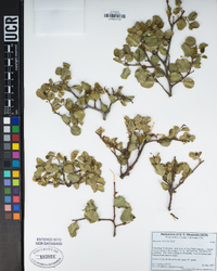 Rhamnus ilicifolia image