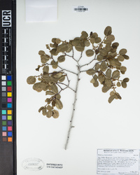 Rhamnus ilicifolia image