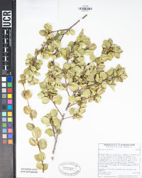 Rhamnus ilicifolia image