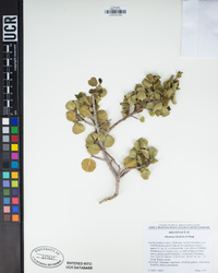 Rhamnus ilicifolia image