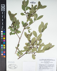 Frangula californica subsp. cuspidata image