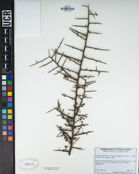 Ziziphus obtusifolia image