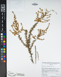 Adenostoma fasciculatum image