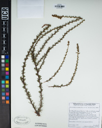 Adenostoma fasciculatum var. fasciculatum image