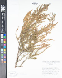 Adenostoma fasciculatum image