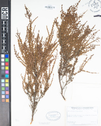 Adenostoma fasciculatum image