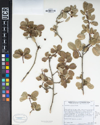 Amelanchier utahensis image