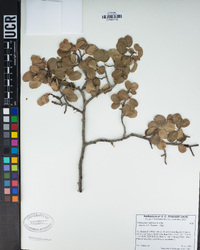 Amelanchier utahensis image