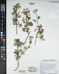 Amelanchier utahensis image