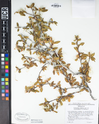 Cercocarpus ledifolius image