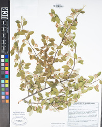 Cotoneaster pannosus image