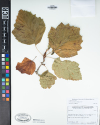 Sorbus intermedia image