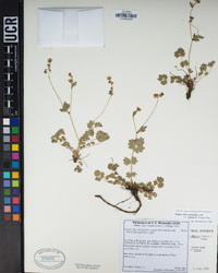 Drymocallis cuneifolia image