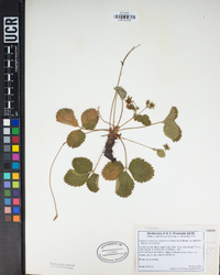 Fragaria vesca subsp. californica image