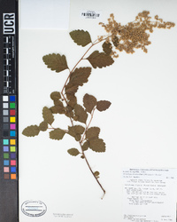 Holodiscus discolor image