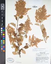 Holodiscus discolor var. discolor image