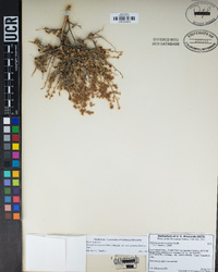 Holodiscus discolor var. microphyllus image