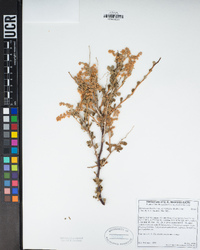 Holodiscus discolor image