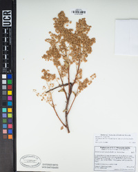 Holodiscus discolor var. microphyllus image