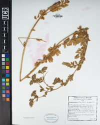 Horkelia californica subsp. dissita image