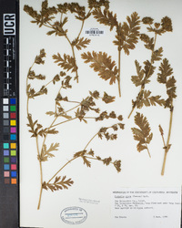 Horkelia californica subsp. dissita image