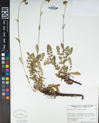 Horkelia fusca subsp. parviflora image