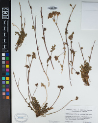 Horkelia fusca subsp. parviflora image