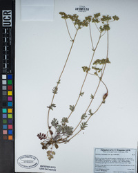 Horkelia tridentata subsp. tridentata image