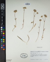 Ivesia argyrocoma image