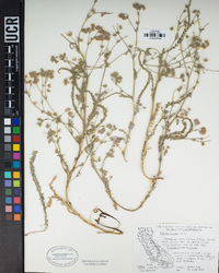 Ivesia kingii image