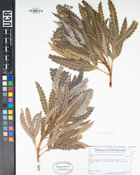 Lyonothamnus floribundus subsp. aspleniifolius image