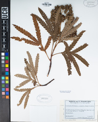 Lyonothamnus floribundus subsp. aspleniifolius image