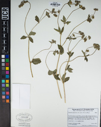 Potentilla reflexa image