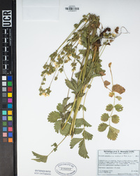 Drymocallis lactea var. lactea image