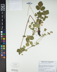 Potentilla reflexa image