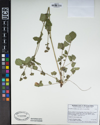 Potentilla reflexa image