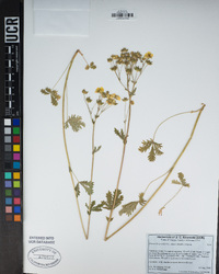 Potentilla pectinisecta image