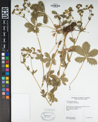 Potentilla gracilis image