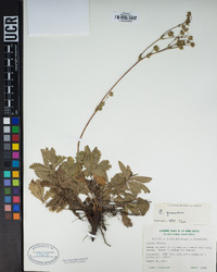 Potentilla gracilis image