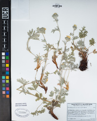 Potentilla pectinisecta image