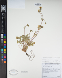 Potentilla wheeleri image