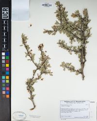 Prunus andersonii image