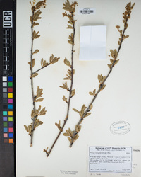 Prunus emarginata image