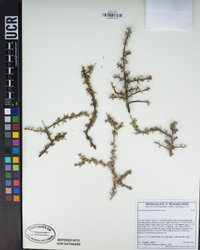 Prunus fasciculata image