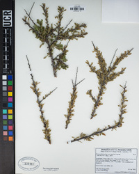 Prunus fasciculata var. punctata image