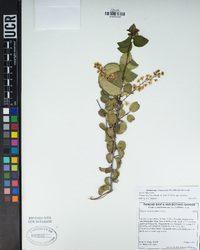 Prunus ilicifolia image