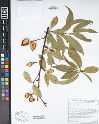 Prunus persica image