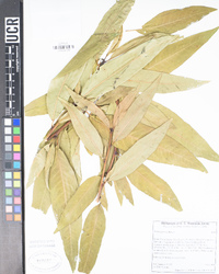 Prunus persica image