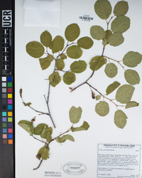 Prunus subcordata image