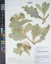 Argemone munita subsp. argentea image